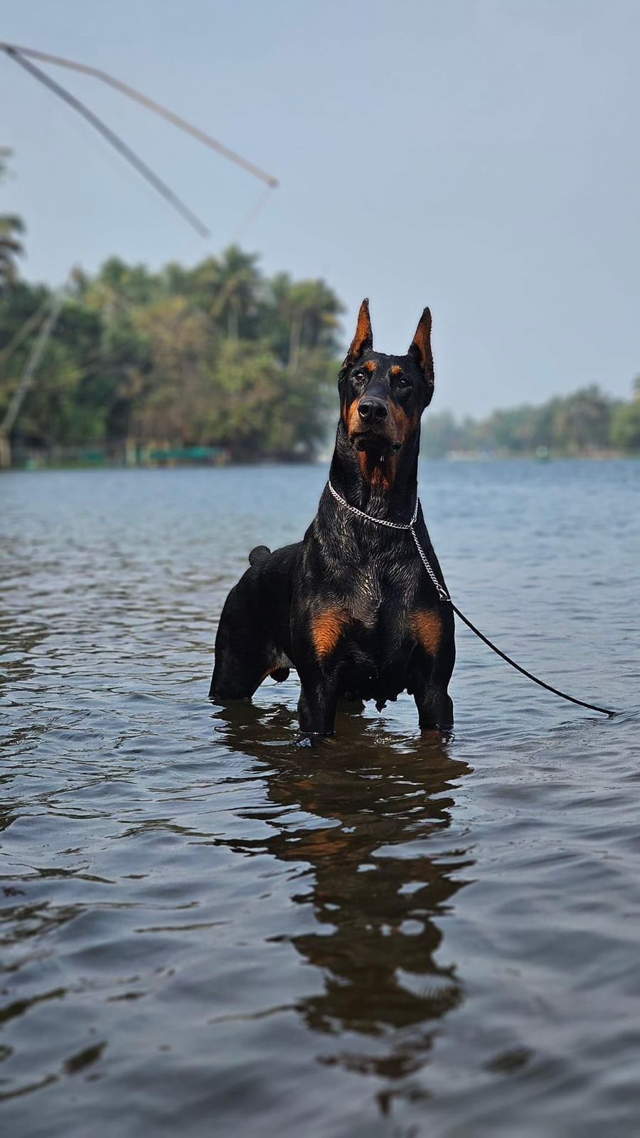 Professional dog training session
